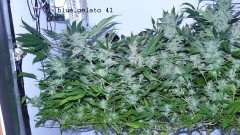 drobes 27 4 22 026