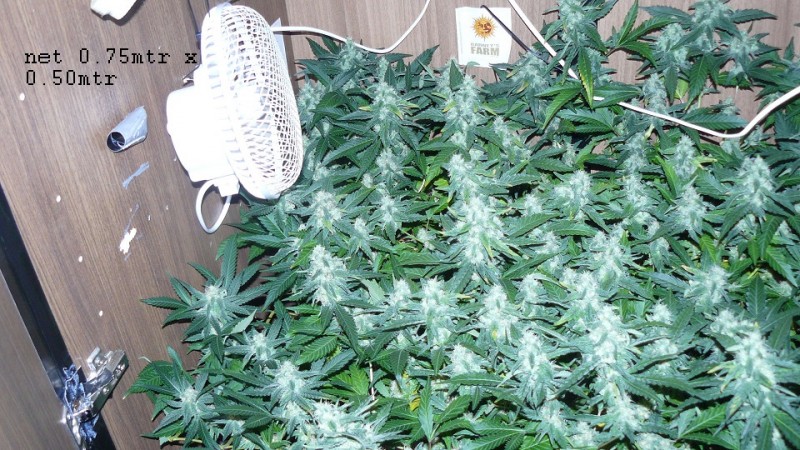 drobes 27 4 22 032