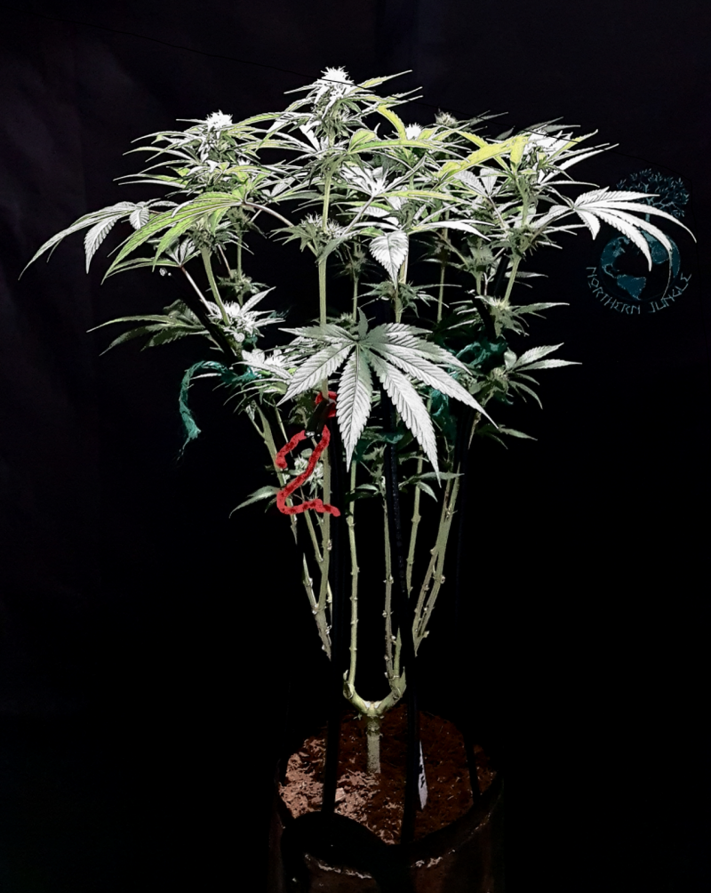 Cannabis Flowers GrowRoom420.com