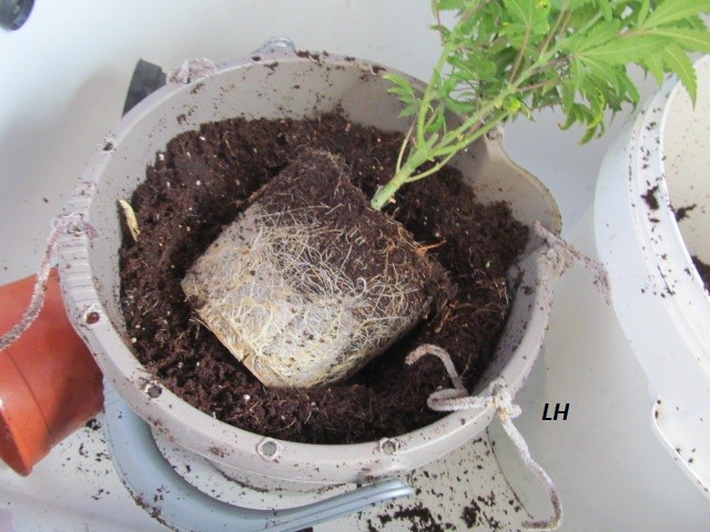 lh-ch (4)