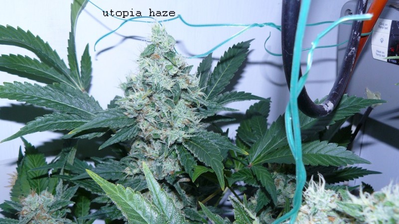 drobes 30 04 22 004