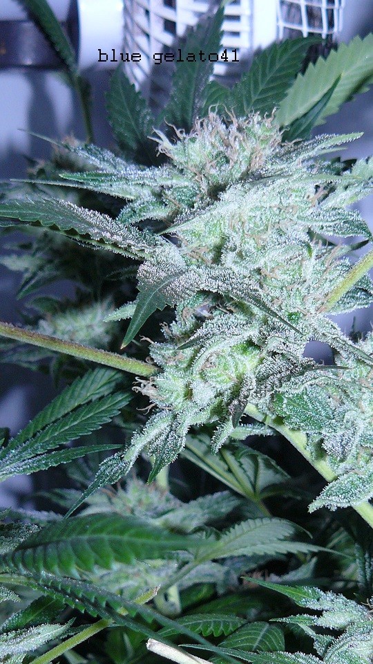 drobes 30 04 22 011