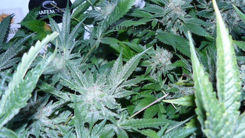 drobes 30 04 22 019
