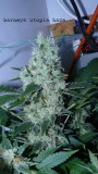 drobes 30 04 22 022
