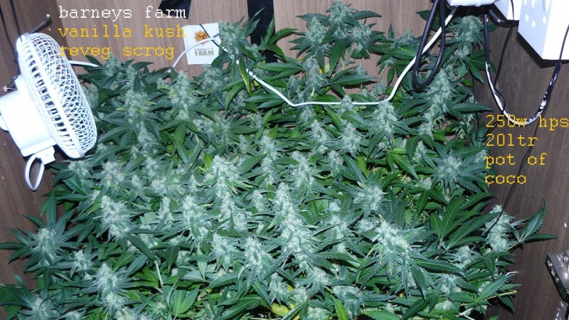 drobes 30 04 22 028