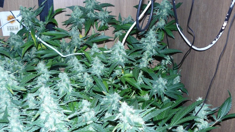 drobes 30 04 22 033