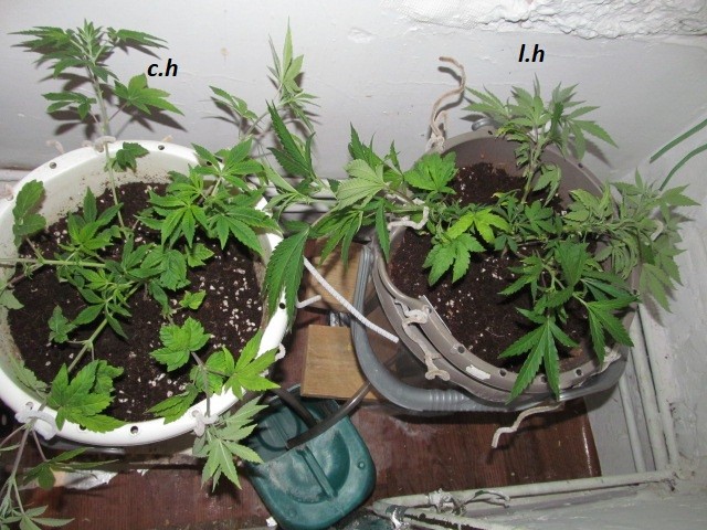 w1 veg (1)