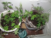 w1 veg (1)