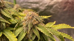 multi strain stuff