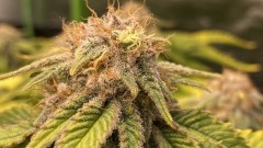 multi strain stuff