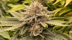 multi strain stuff