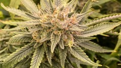 multi strain stuff