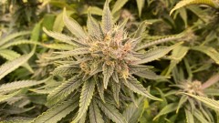 multi strain stuff