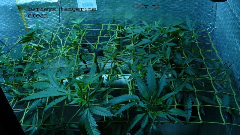 drobes 03 04 22 001