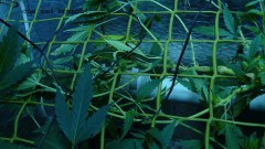 drobes 03 04 22 002