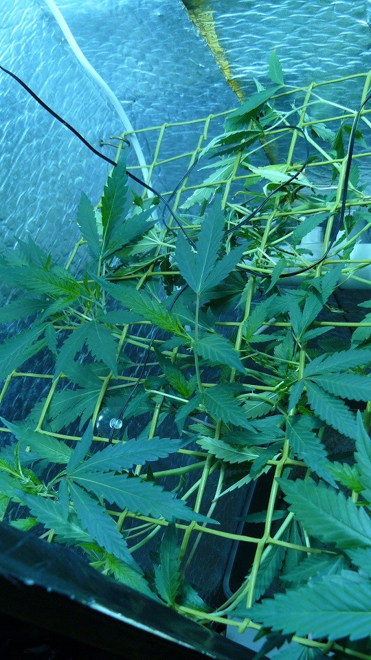 drobes 03 04 22 005