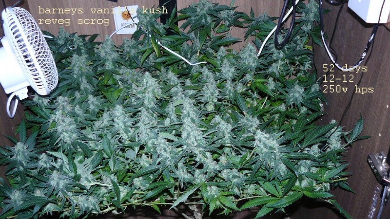 drobes 03 04 22 006