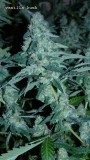 drobes 03 04 22 010