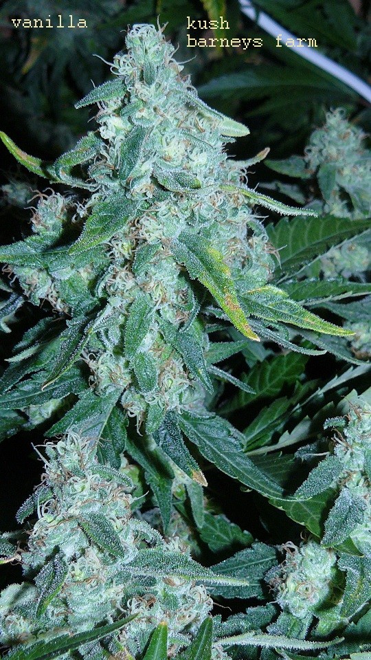 drobes 03 04 22 013