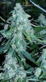 drobes 03 04 22 013