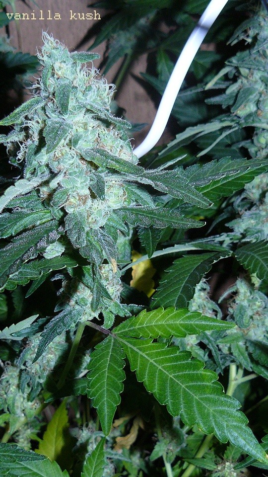 drobes 03 04 22 014