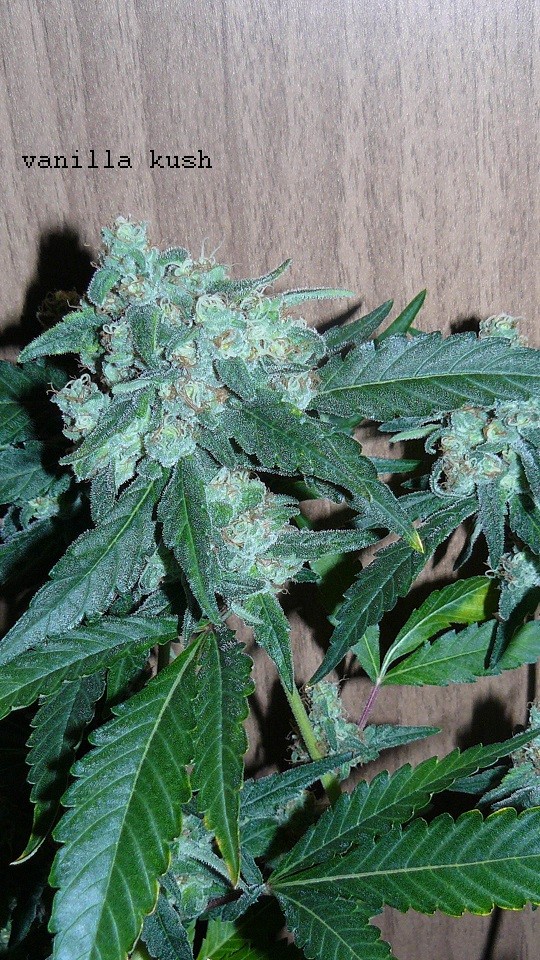 drobes 03 04 22 015