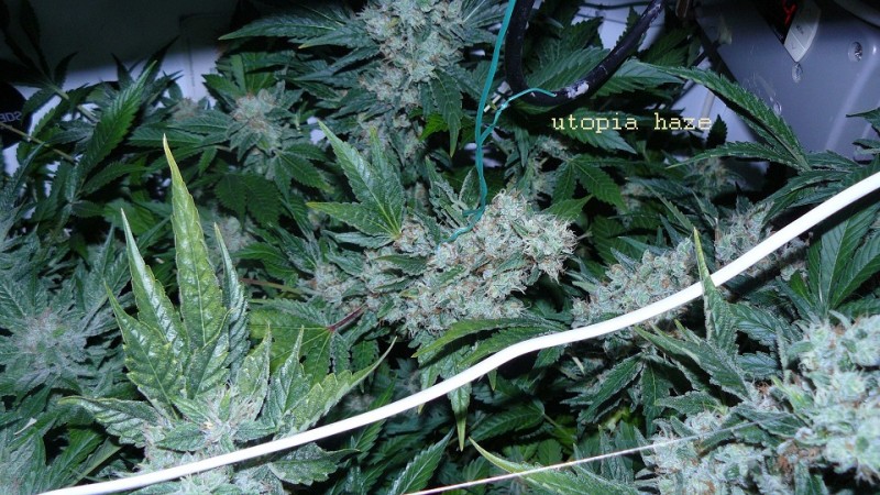 drobes 03 04 22 022