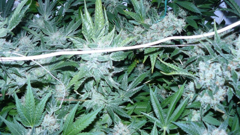 drobes 03 04 22 027