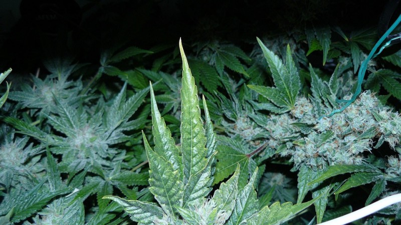 drobes 03 04 22 031