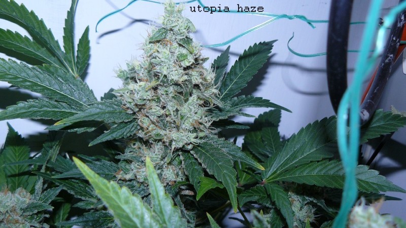 drobes 03 04 22 033