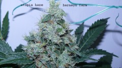 drobes 03 04 22 035