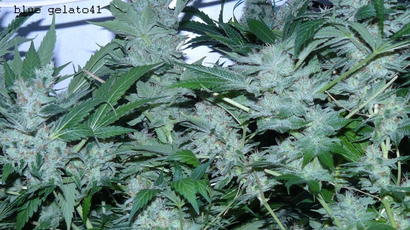 drobes 03 04 22 036