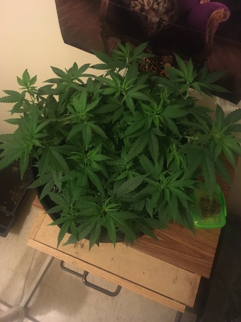 jan 27 009