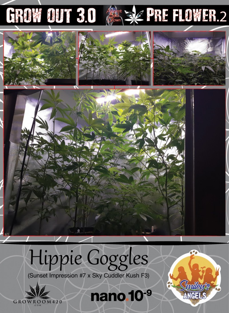 Smileys Garden Grow Out 3.0_Veg 4-01