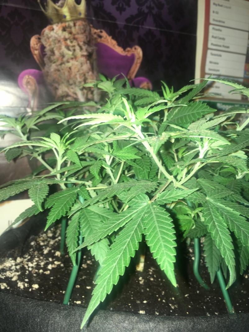 jan 27 013