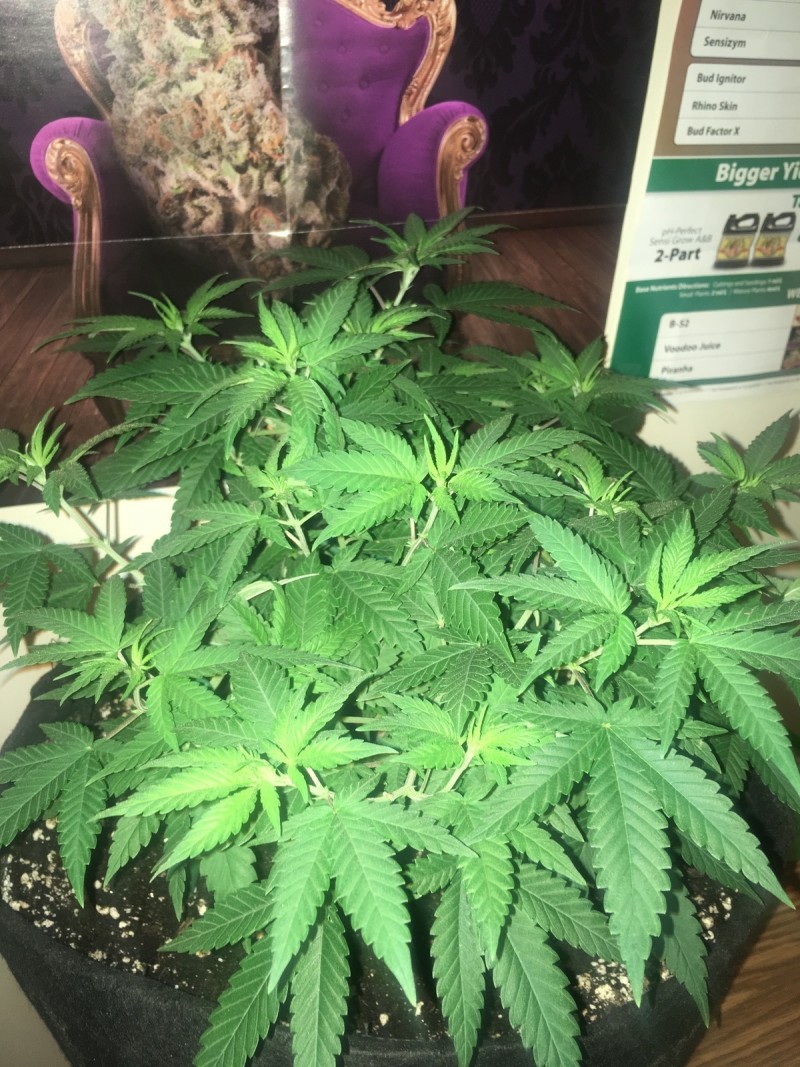 jan 27 014