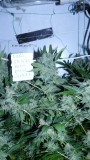 drobes 050522 004