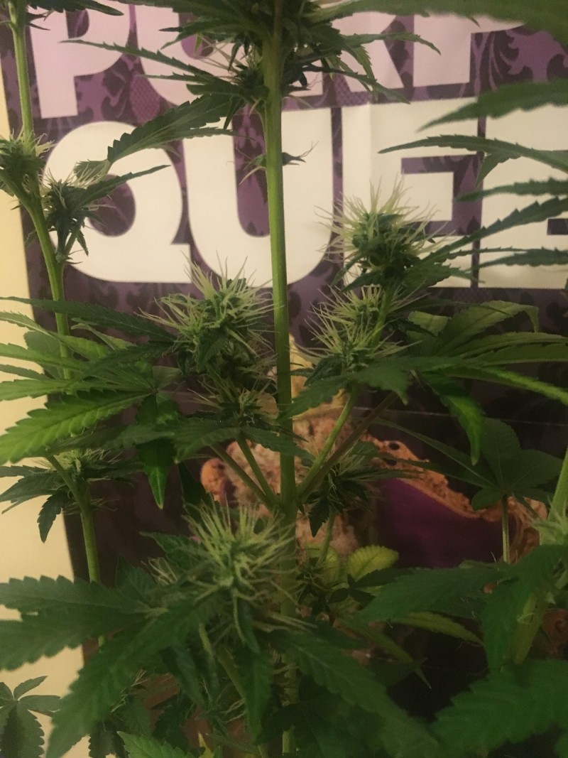 jan 27 019