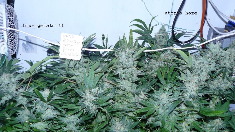 drobes 050522 010