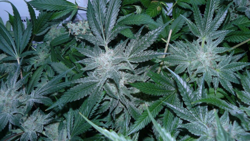 drobes 050522 015