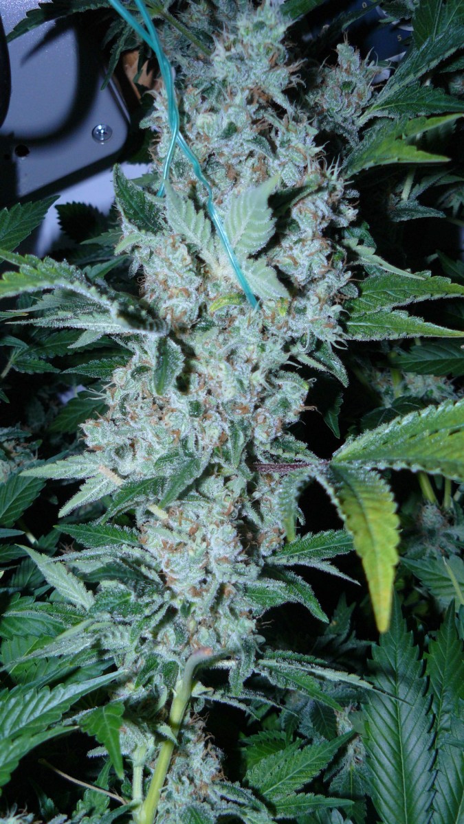 drobes 050522 017
