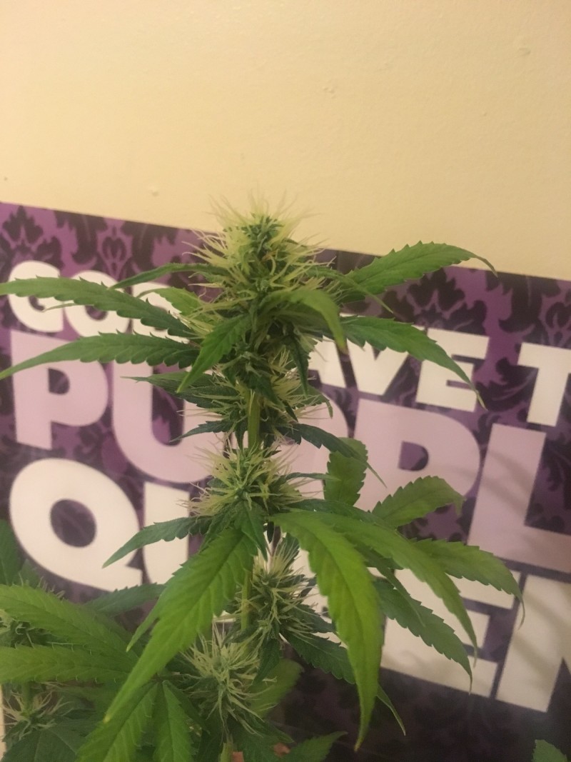 jan 27 020