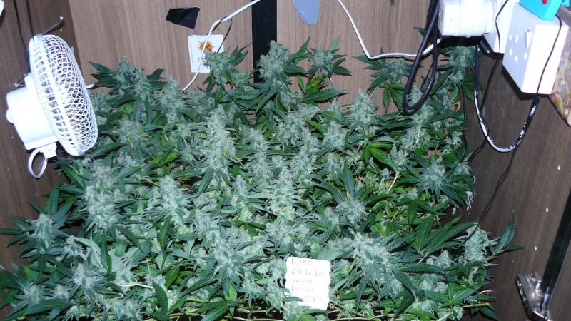 drobes 050522 020