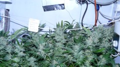 drobes 050522 012