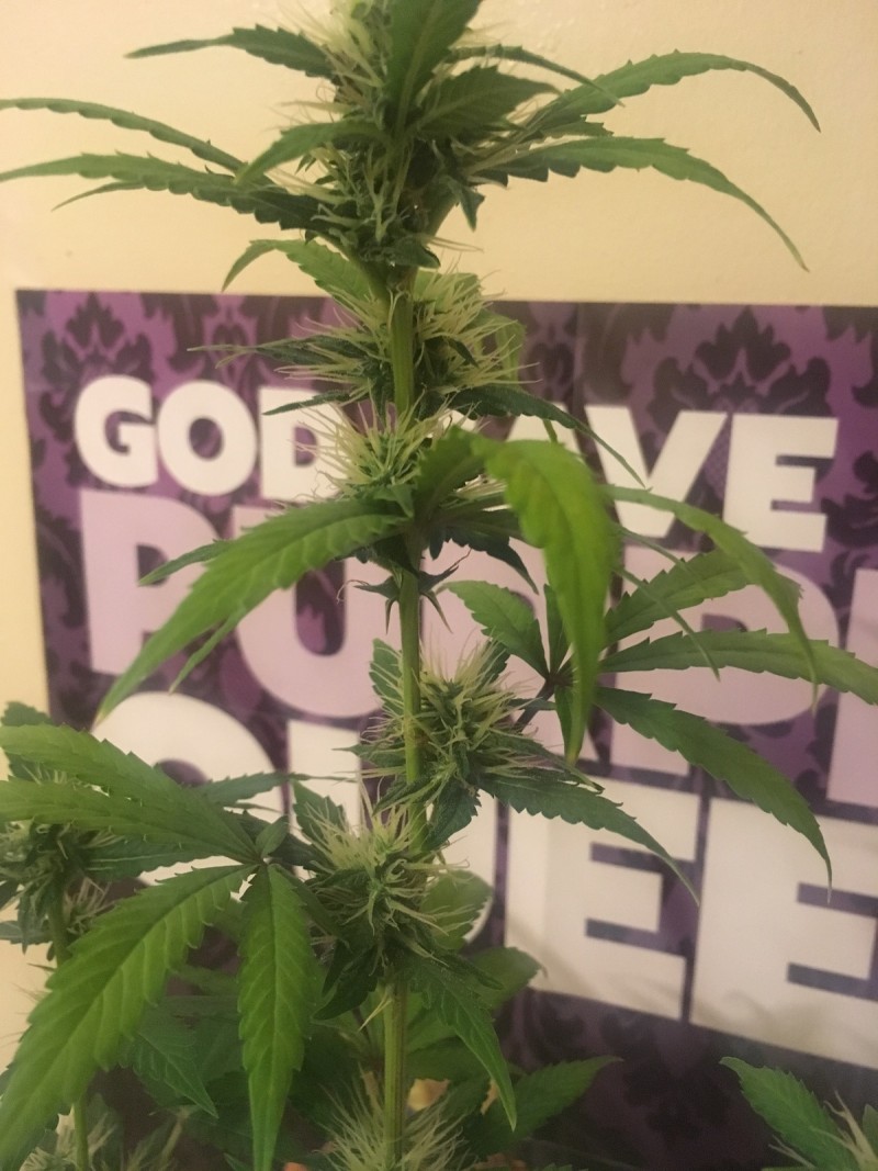 jan 27 021