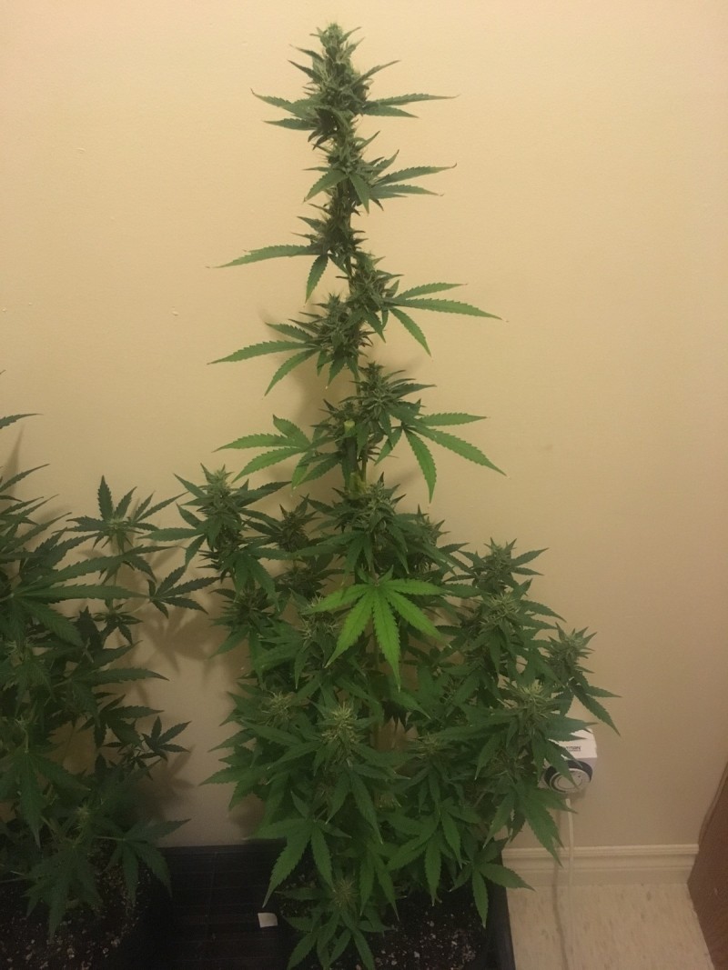 jan 27 023