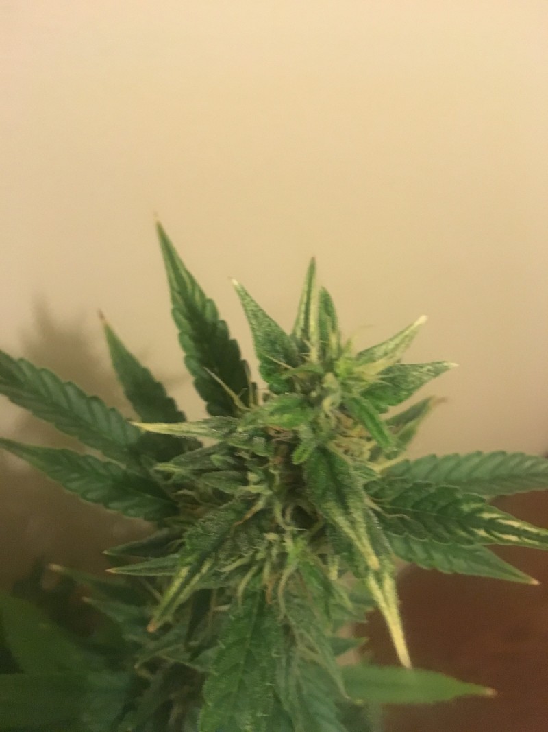 jan 27 027