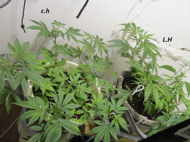 w1+days (3)