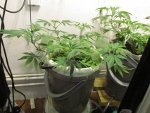 w1+days (5)