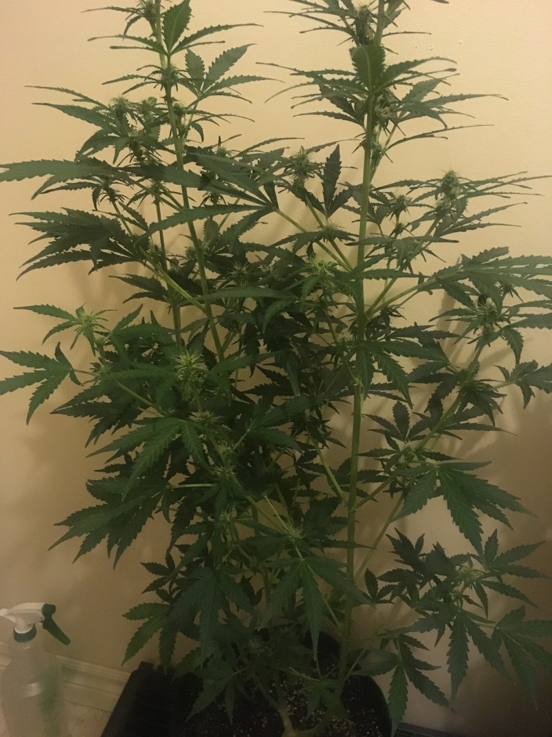 jan 27 032